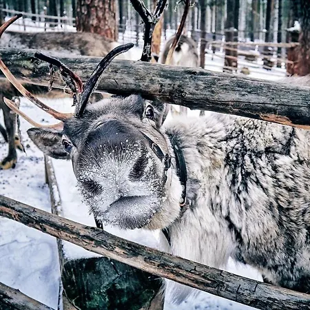 בית נופש Platinum Aurora לוי