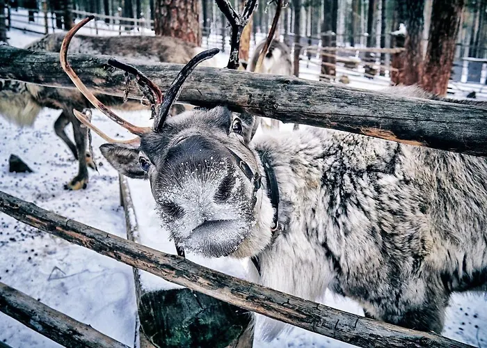 펜션 Platinum Aurora 레비